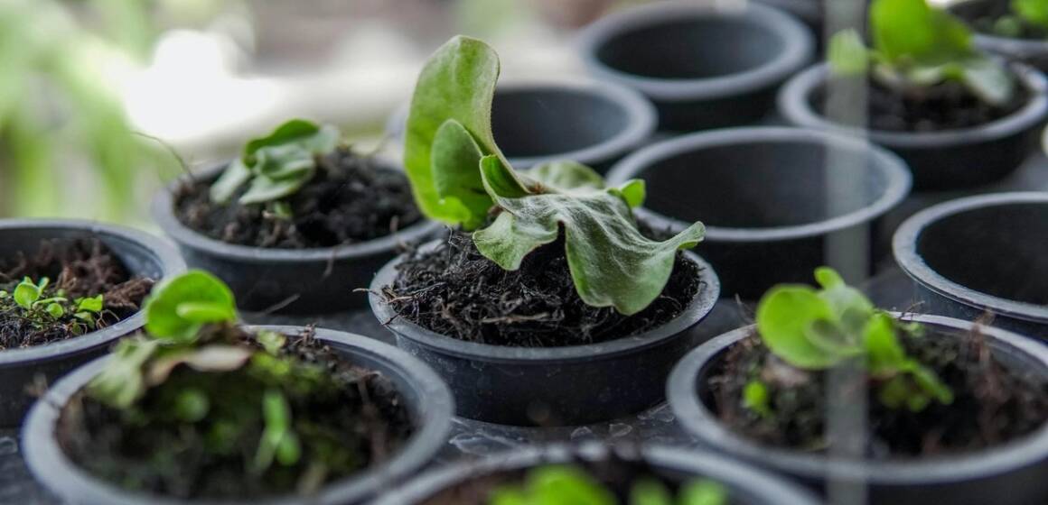 Що сіяти та садити в березні, щоб отримати гарний врожай