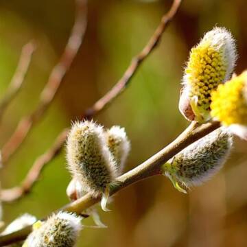 verba-vesna-kevad-840x525 Прогноз погоди у Вінниці та області напонеділок, 23 березня