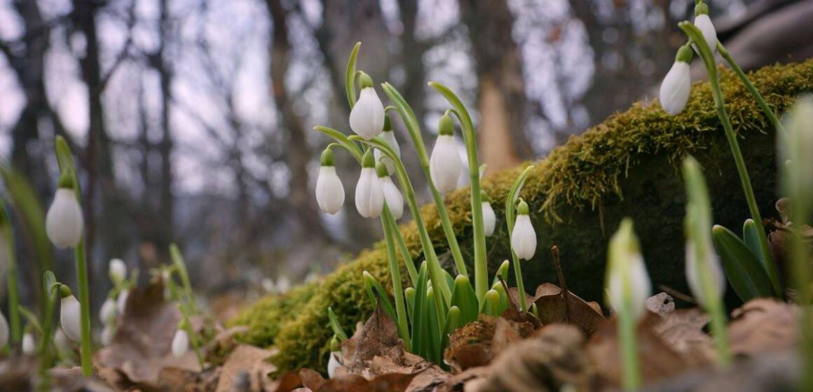 Весна набирає обертів: у вівторок на Вінниччині суттєво потеплішає