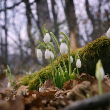 Весна набирає обертів: у вівторок на Вінниччині суттєво потеплішає