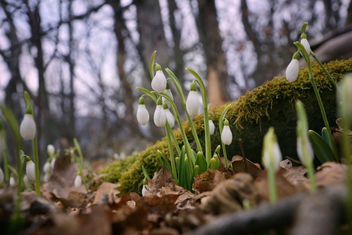 Весна набирає обертів: у вівторок на Вінниччині суттєво потеплішає