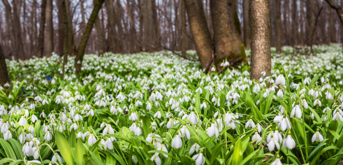 Якою буде погода на Вінниччині 27 березня