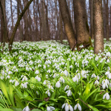 Березень_в_лісі Якою буде погода на Вінниччині 27 березня
