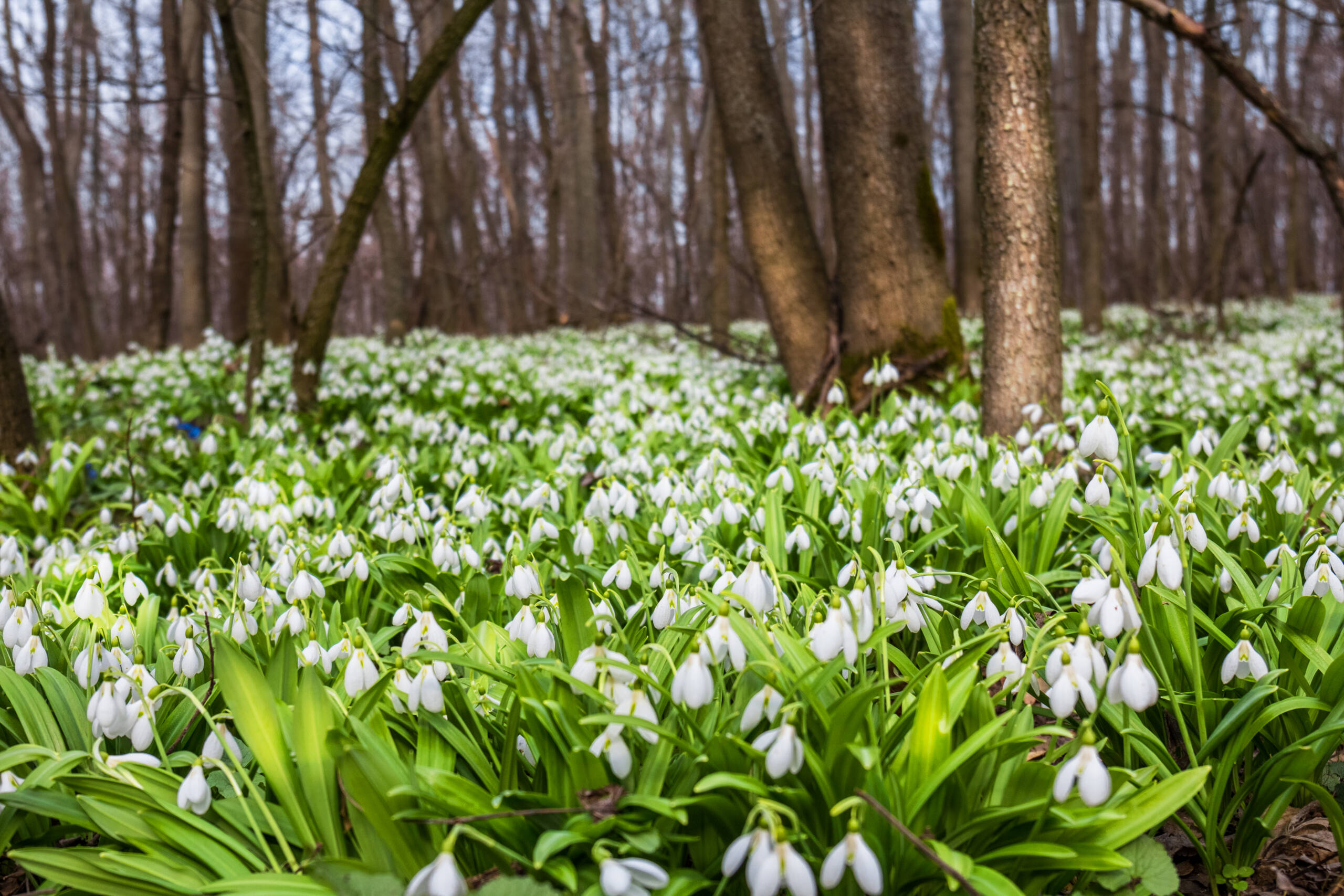 Якою буде погода на Вінниччині 27 березня
