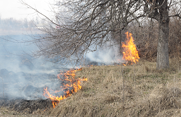 Майже 30 паліїв виявила у Вінниці Муніципальна варта