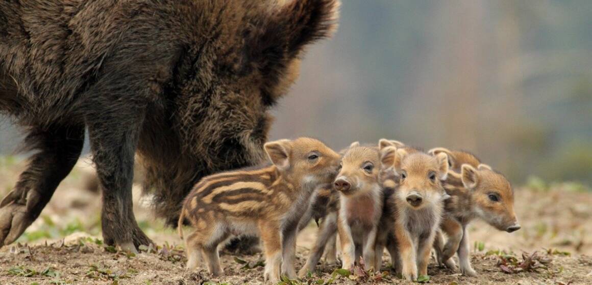 Сімейний «марш-кидок»: прикордонники зафіксували родину кабанів (ВІДЕО)