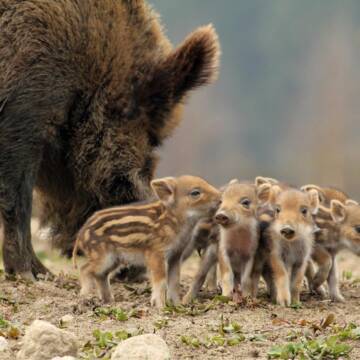 1680685133_animals-pibig-info-p-detenish-kabana-zhivotnie-vkontakte-1 Сімейний «марш-кидок»: прикордонники зафіксували родину кабанів (ВІДЕО)