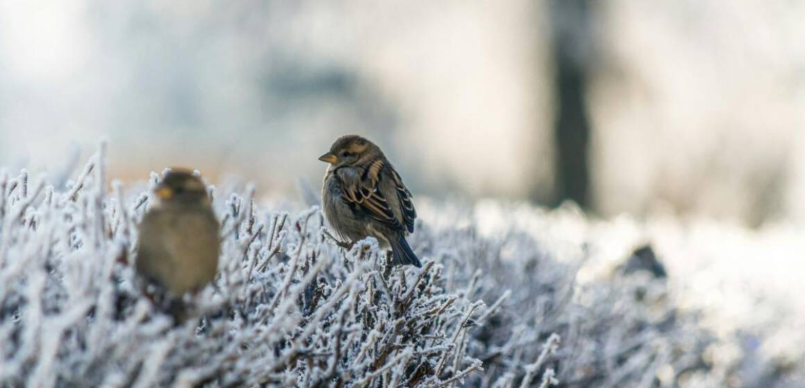 Вночі заморозки, вдень до +12º: якою буде погода на Вінниччині 27 квітня