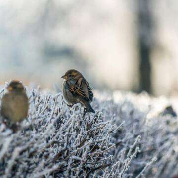 Вночі заморозки, вдень до +12º: якою буде погода на Вінниччині 27 квітня