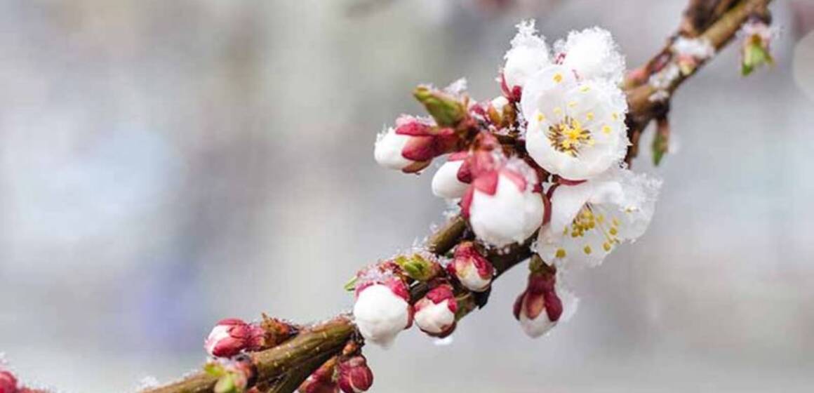 Нічні заморозки та дощ удень: прогноз погоди для Вінниччини на 13 квітня