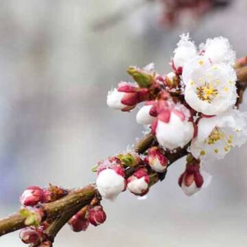 3161a7131414458282c543673f5d8ac765vjhcrtb6yp164_image Нічні заморозки та дощ удень: прогноз погоди для Вінниччини на 13 квітня