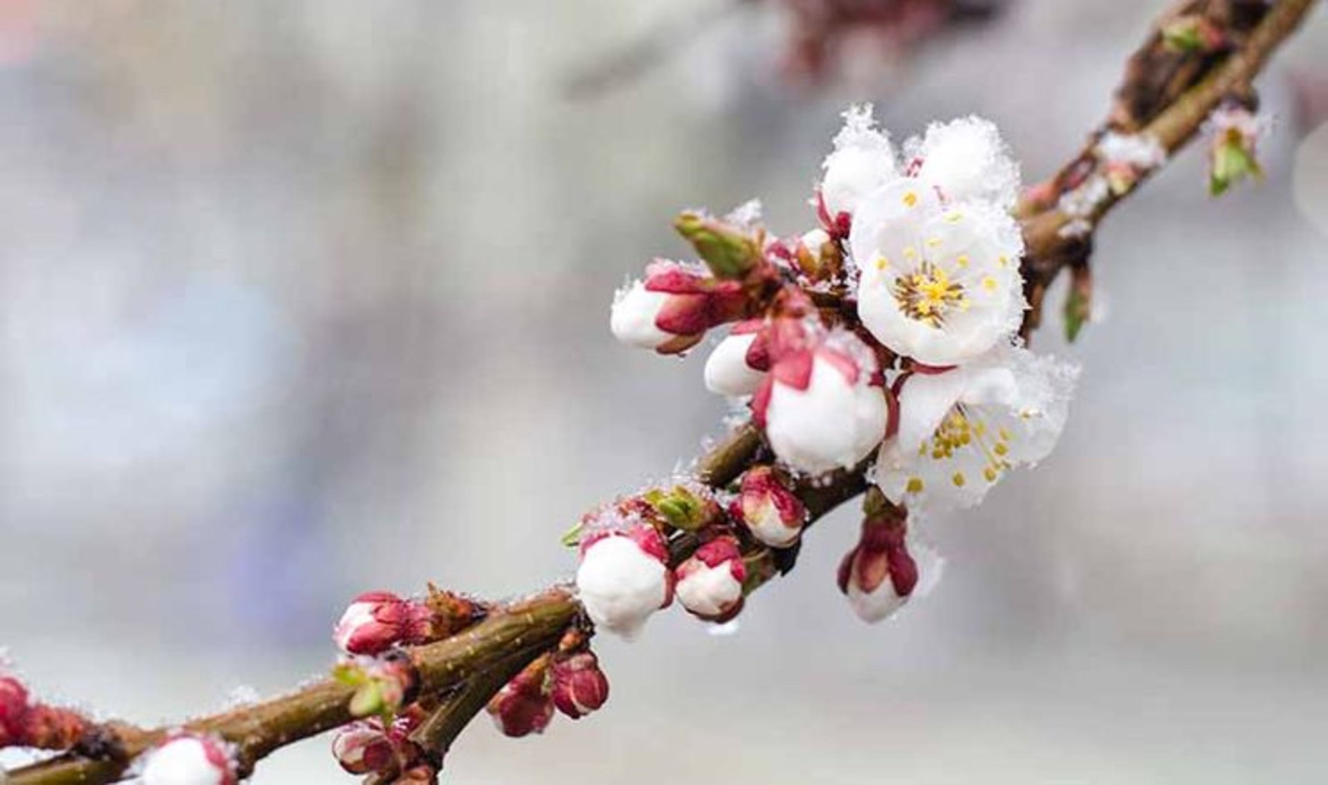 Нічні заморозки та дощ удень: прогноз погоди для Вінниччини на 13 квітня