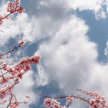 Заморозки вночі й дощ удень: погода 30 квітня на Вінниччині