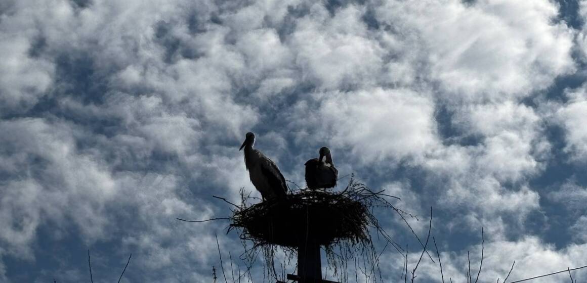 Повернулися на Великдень: подружжя ямпільчан відновило спалене гніздо лелек