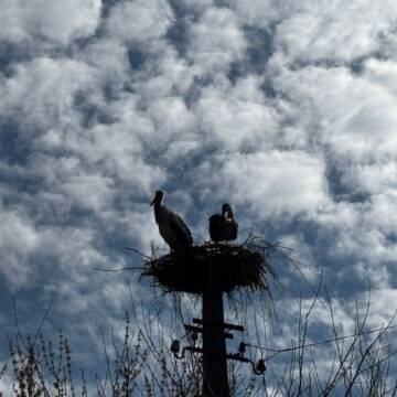 3fafc0a0576011b3 Повернулися на Великдень: подружжя ямпільчан відновило спалене гніздо лелек