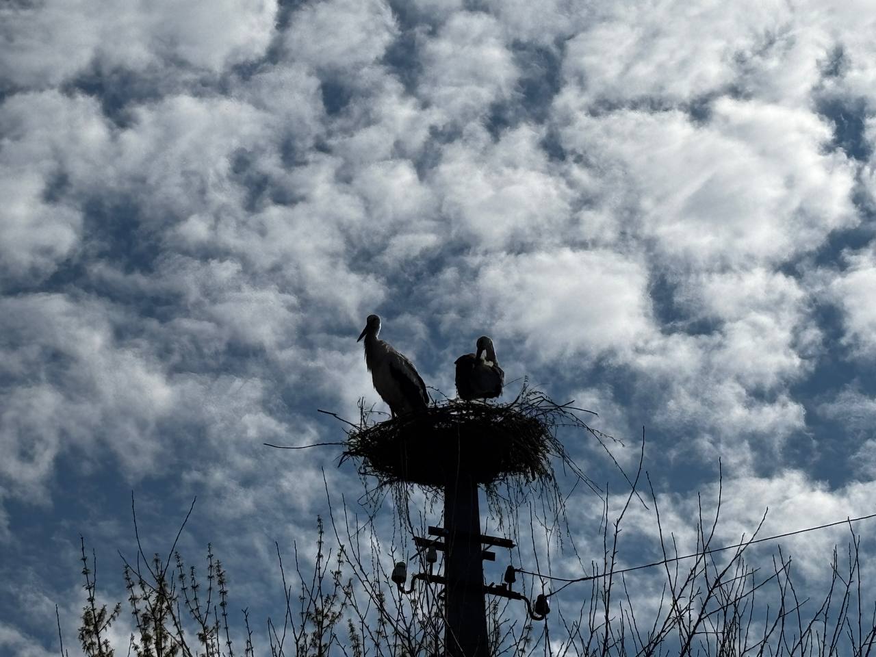 Повернулися на Великдень: подружжя ямпільчан відновило спалене гніздо лелек