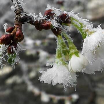 Заморозки до -5°: попередження для мешканців Вінниччини