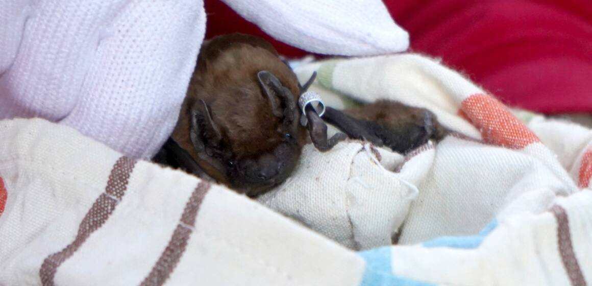 Крилаті «випускники» повертаються додому: у Вінниці випустили 150 врятованих кажанів