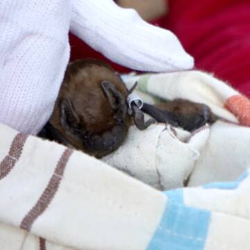 5375587020958275873 Крилаті «випускники» повертаються додому: у Вінниці випустили 150 врятованих кажанів