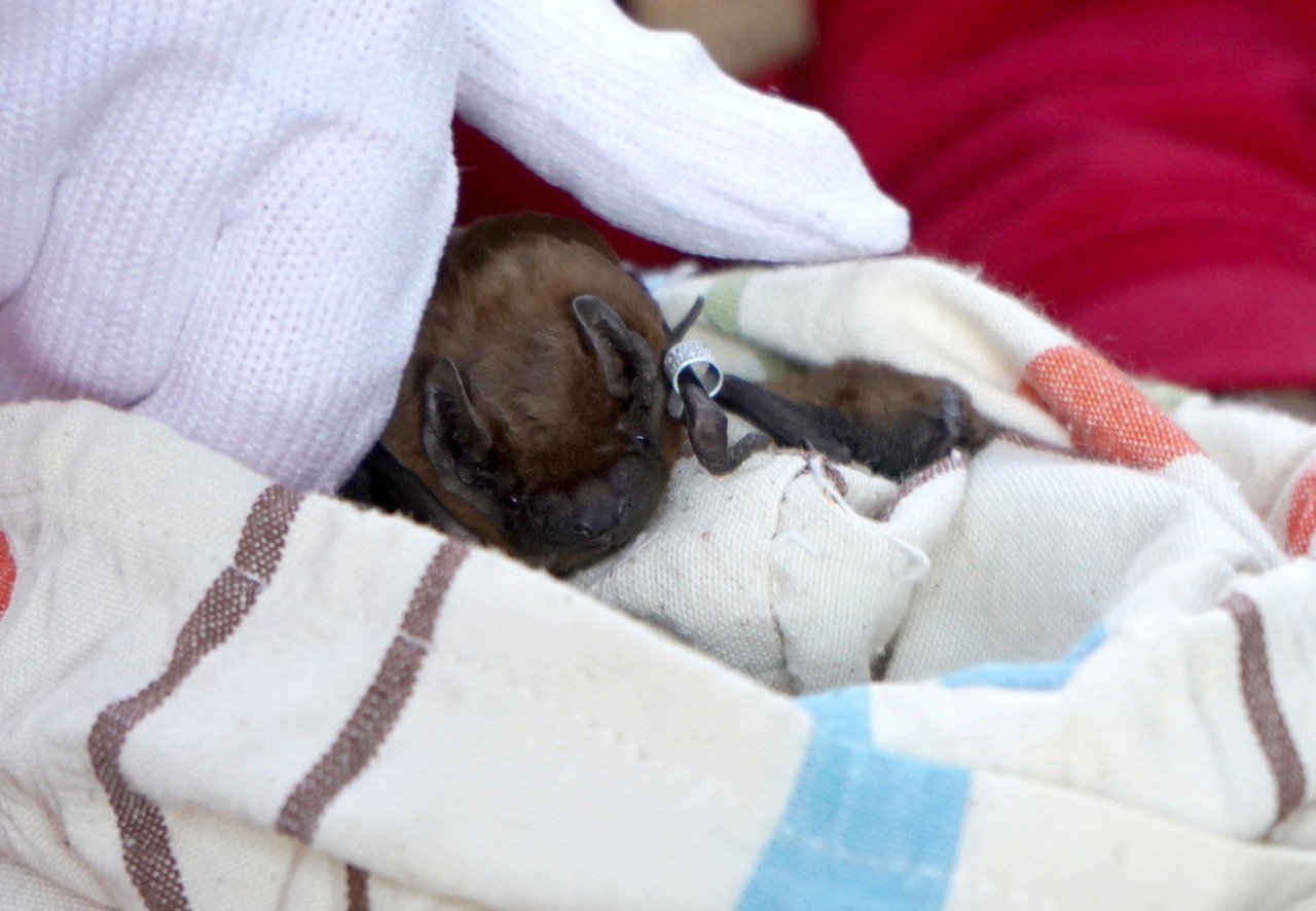 Крилаті «випускники» повертаються додому: у Вінниці випустили 150 врятованих кажанів