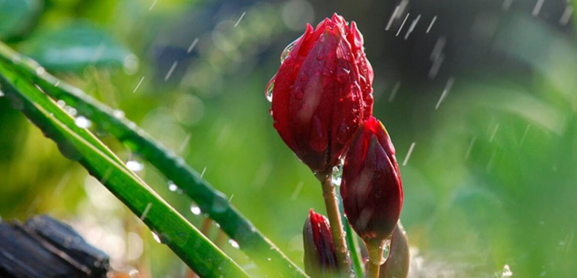 Заморозки та дощ: якою буде погода на Вінниччині 29 квітня