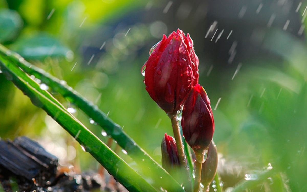 Заморозки та дощ: якою буде погода на Вінниччині 29 квітня
