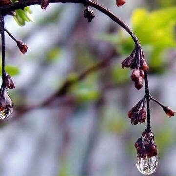 Туман та дощ: синоптики попереджають про обмежену видимість на дорогах Вінниччини