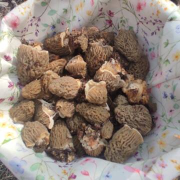 657677011_2765955043764148_6961241260773196303_n На Жмеринщині стартував сезон зморшкової шапинки: де шукати перші весняні гриби