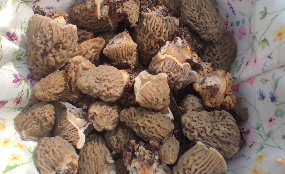 657677011_2765955043764148_6961241260773196303_n На Жмеринщині стартував сезон зморшкової шапинки: де шукати перші весняні гриби