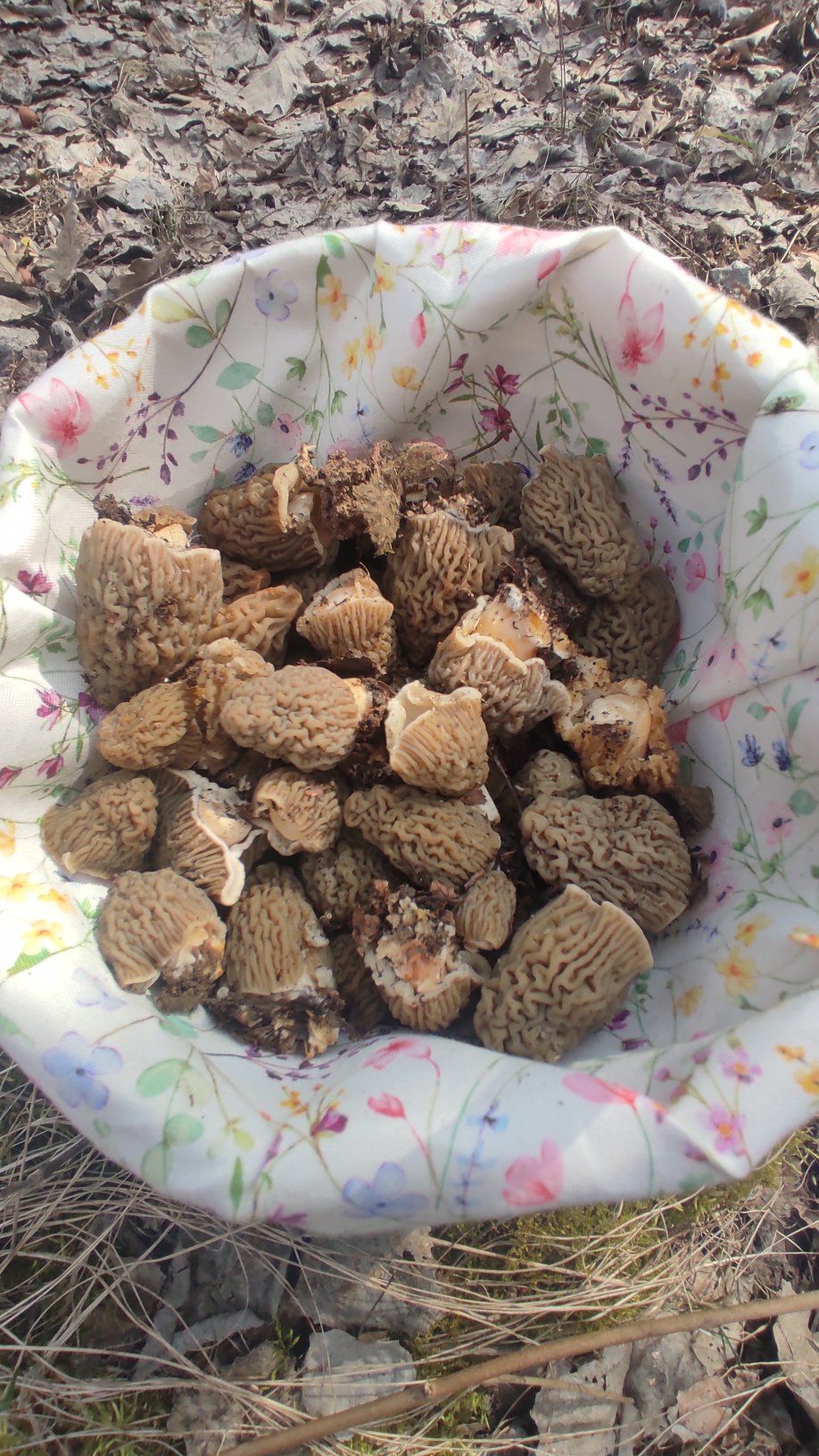 На Жмеринщині стартував сезон зморшкової шапинки: де шукати перші весняні гриби