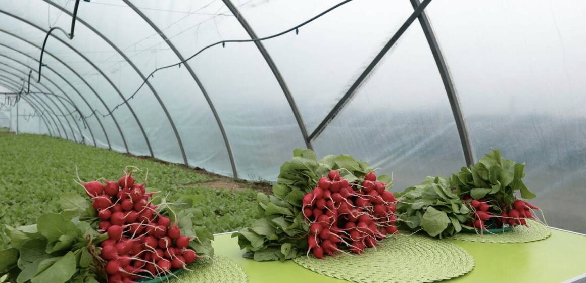 «Вінничанка» замість каховських овочів: історія незламного фермера Олега Олійника