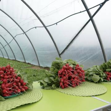 «Вінничанка» замість каховських овочів: історія незламного фермера Олега Олійника