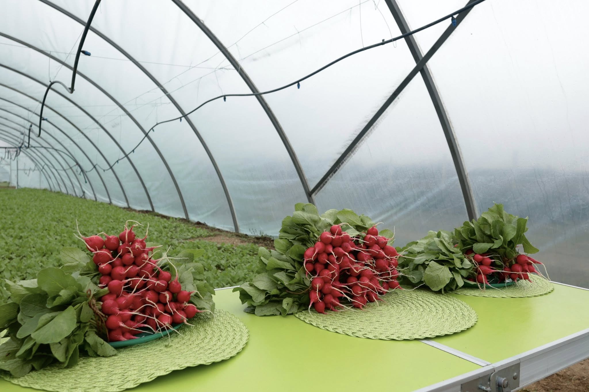 «Вінничанка» замість каховських овочів: історія незламного фермера Олега Олійника