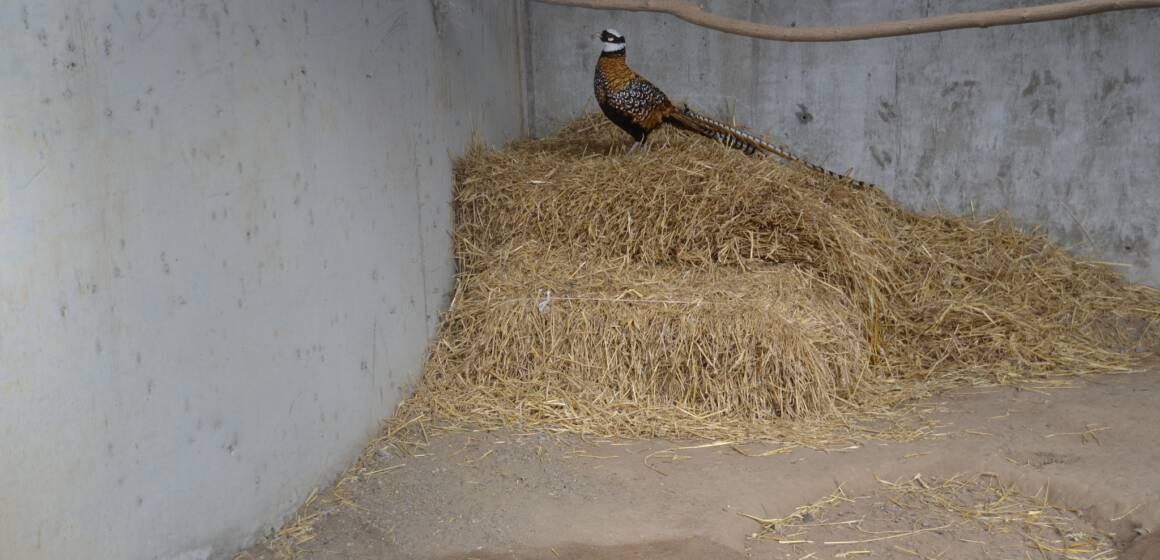 У Подільському зоопарку поселилися королівський та алмазний фазани