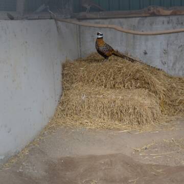 У Подільському зоопарку поселилися королівський та алмазний фазани