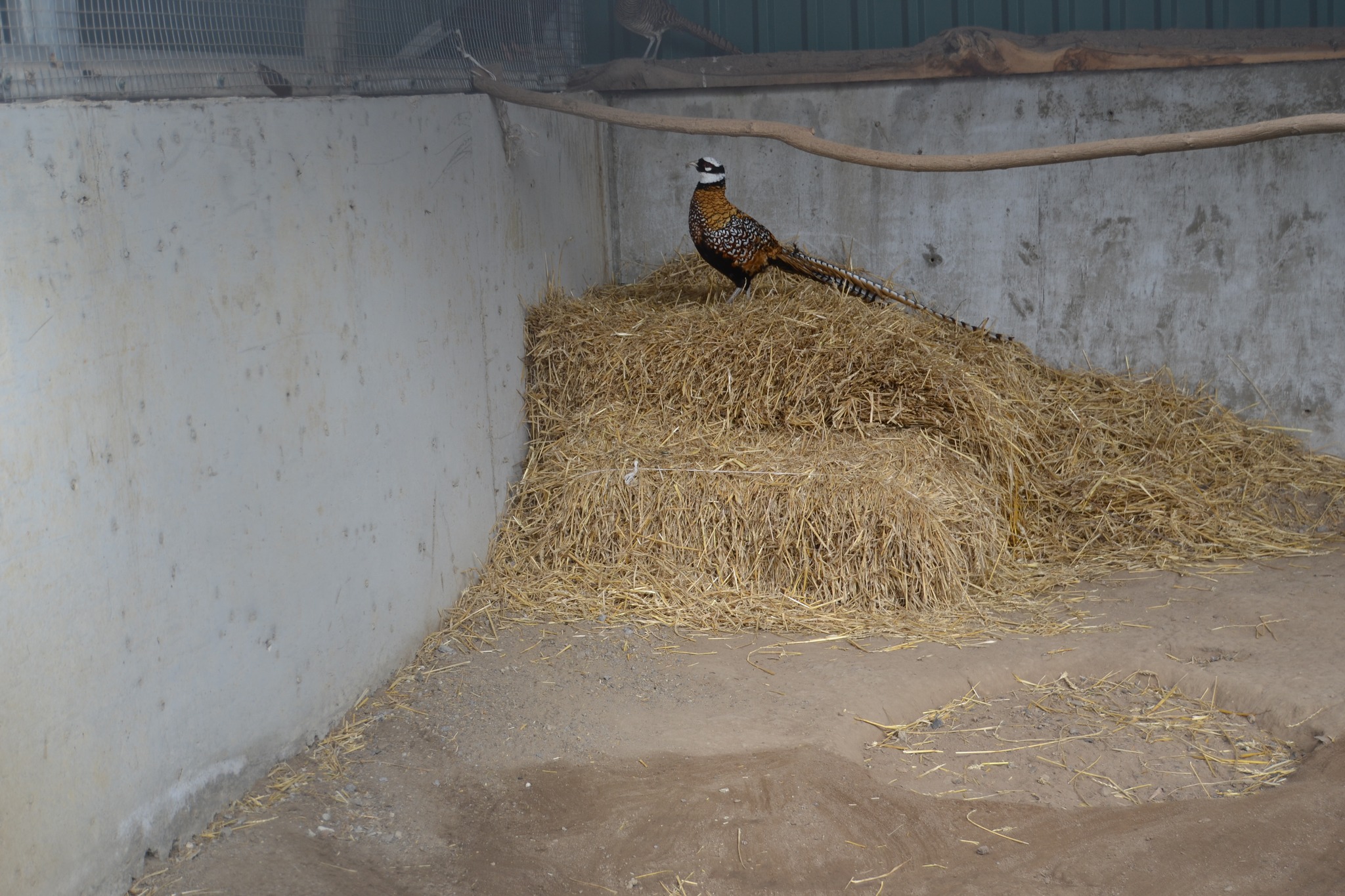 У Подільському зоопарку поселилися королівський та алмазний фазани