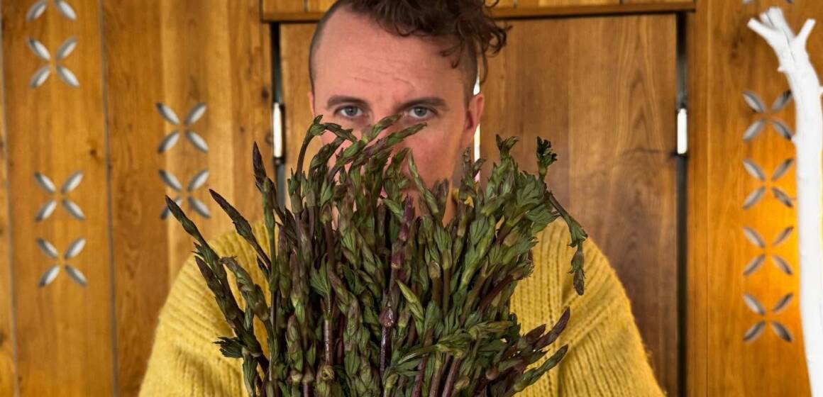Хмелева спаржа: як звичайний «бур’ян» стає гастрономічним відкриттям