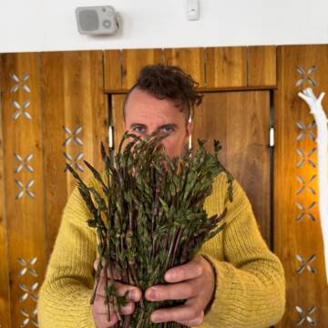 Хмелева спаржа: як звичайний «бур’ян» стає гастрономічним відкриттям