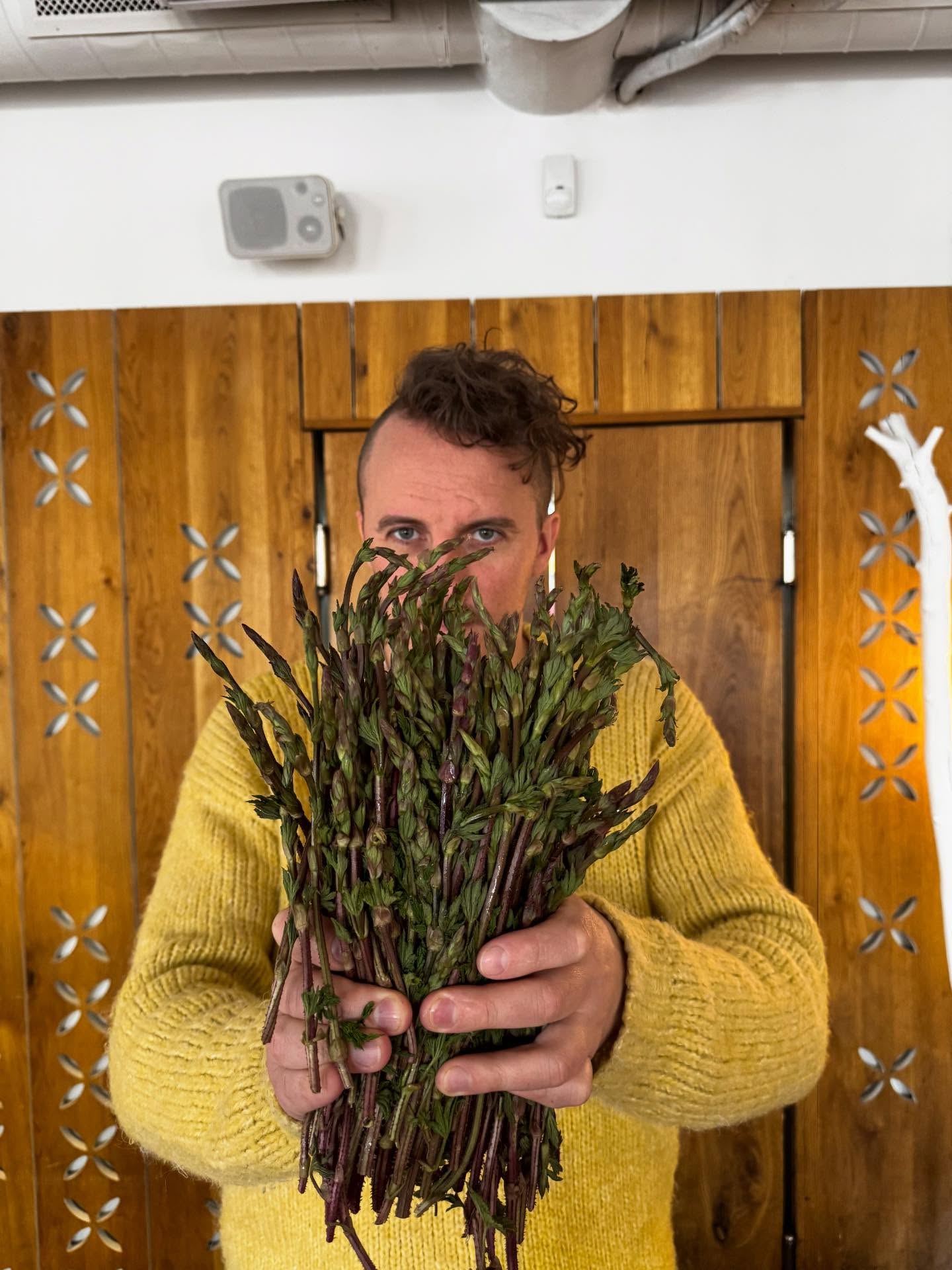 Хмелева спаржа: як звичайний «бур’ян» стає гастрономічним відкриттям