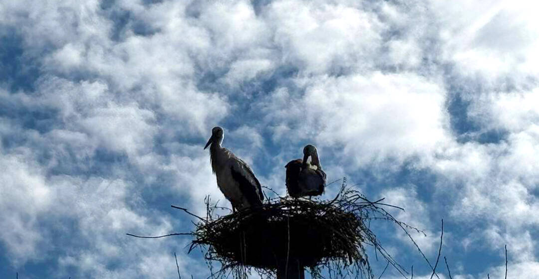 На Вінниччині після пожежі відновили лелече гніздо на електроопорі