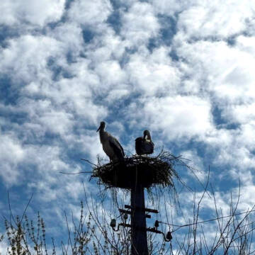 670970179_1288319436617871_4304868419983131534_n На Вінниччині після пожежі відновили лелече гніздо на електроопорі