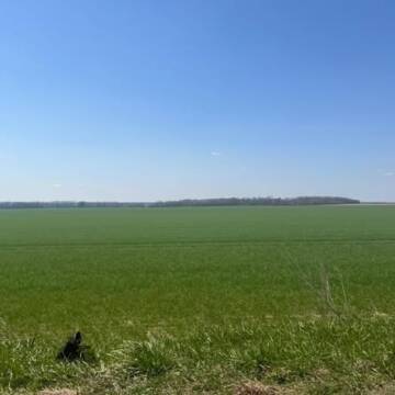 Озимина на Вінниччині у доброму стані попри приморозки та дощі