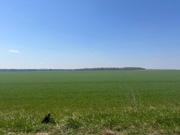 Озимина на Вінниччині у доброму стані попри приморозки та дощі