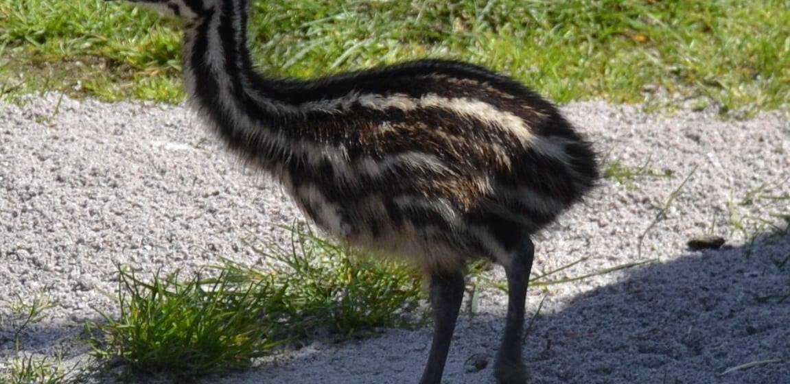 673553213_1461040942703922_6943110955987429069_n Поповнення у Подільському зоопарку: страусенята Ему