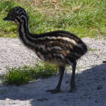 Поповнення у Подільському зоопарку: страусенята Ему