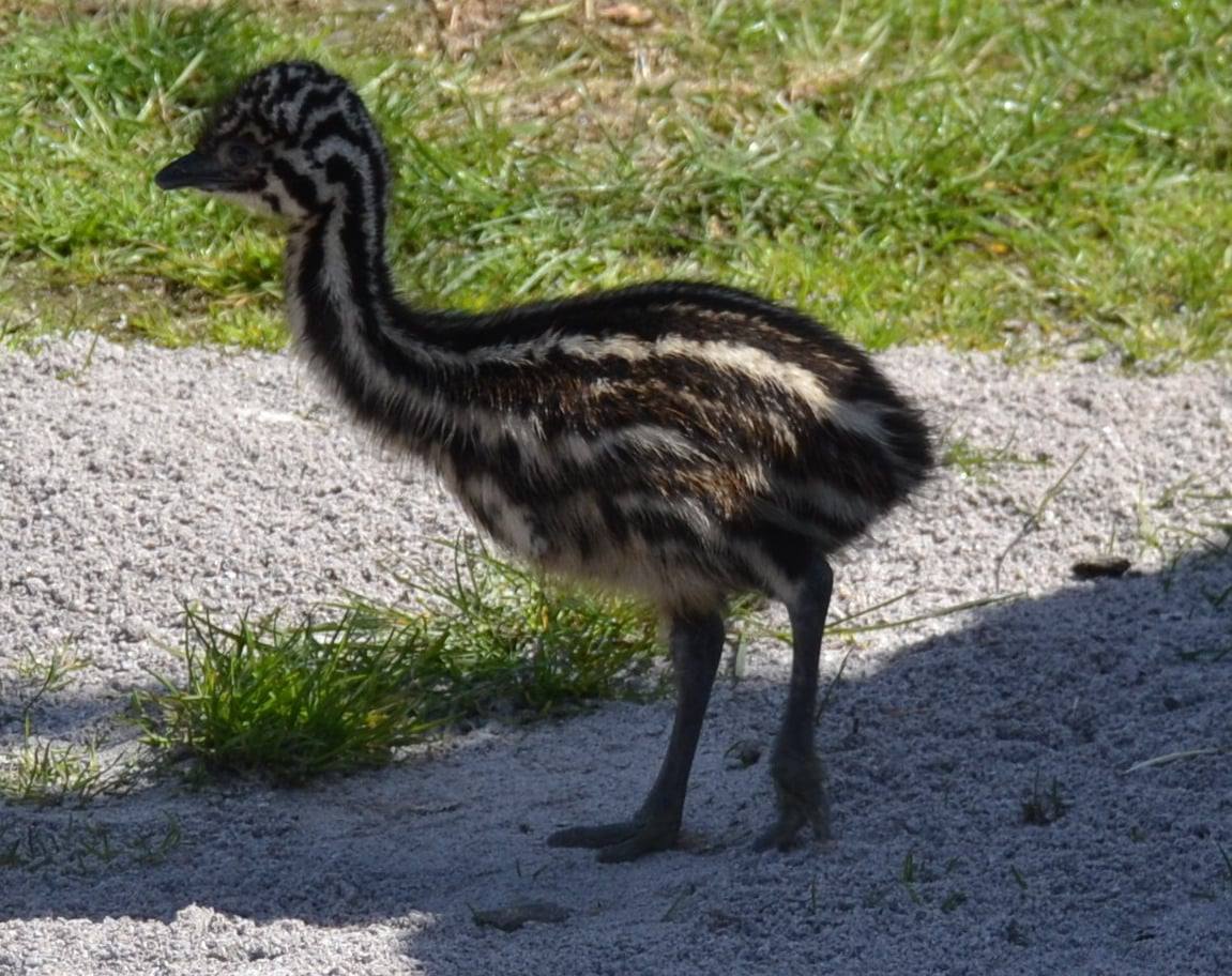Поповнення у Подільському зоопарку: страусенята Ему