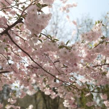 Весна у розпалі: у Вінниці зацвіли перші сакури