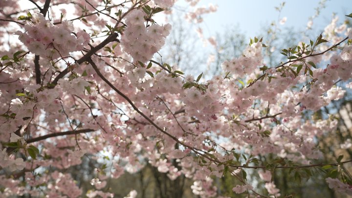 Весна у розпалі: у Вінниці зацвіли перші сакури