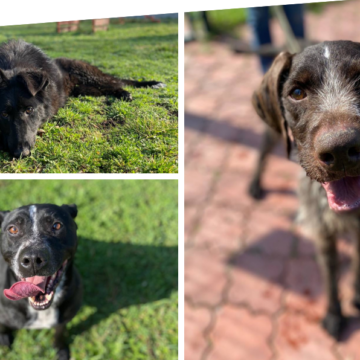 Собака Мія з Вінницького притулку знайшла нову родину