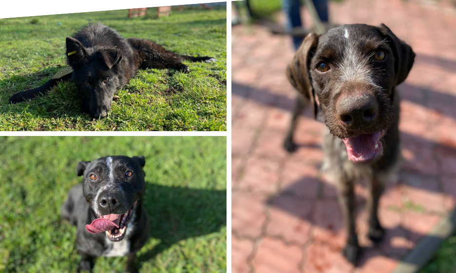 Собака Мія з Вінницького притулку знайшла нову родину